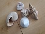 Verschillende soorten schelpen decoratie origineel biorb, Dieren en Toebehoren, Vissen | Aquaria en Toebehoren, Ophalen of Verzenden