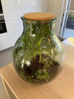 Planten terrarium, Huis en Inrichting, Kamerplanten, Ophalen, Overige soorten, Minder dan 100 cm