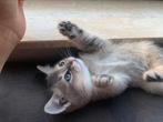 Britse korthaar kittens, Dieren en Toebehoren, Meerdere dieren, Ontwormd, 0 tot 2 jaar