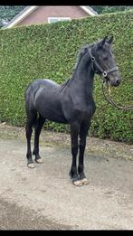 Friese merrie veulen ( Hilbert  x Yme ), Dieren en Toebehoren, Paarden, Merrie, Minder dan 160 cm, Niet van toepassing, Dressuurpaard