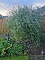 reuzen-pampasgras, Ophalen, Vaste plant, Siergrassen, Halfschaduw