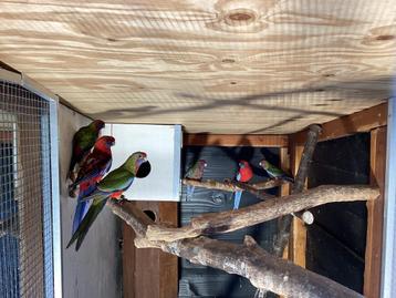 PENNANT Pennant Rosella 4 stuks juni 2025 PARKIET achtige beschikbaar voor biedingen