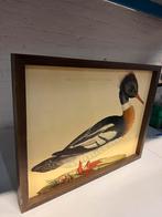 Mergus serrator mas foto Eend in houten lijst, Antiek en Kunst, Ophalen of Verzenden