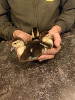 Lieve jonge Muskuseendjes zoeken een liefdevol thuis, Meerdere dieren, Eend