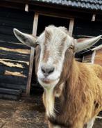 Gezocht goed huisje, Dieren en Toebehoren, Schapen, Geiten en Varkens, Meerdere dieren, Geit, 3 tot 5 jaar