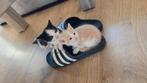Prachtige Kittens nog 2 dames, Dieren en Toebehoren, Katten en Kittens | Overige Katten