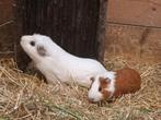 Te koop, jong cavia beertje (bruin/wit), Dieren en Toebehoren, Mannelijk, Cavia, Tam