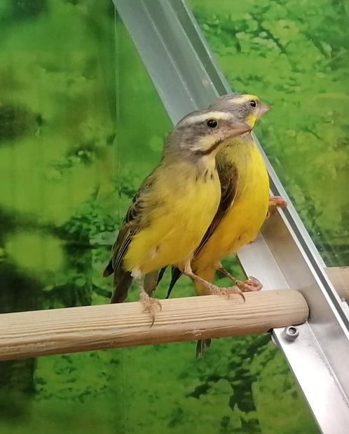 Gezocht tropische en volière vogels., Dieren en Toebehoren, Vogels | Overige Vogels, Tropenvogel, Meerdere dieren