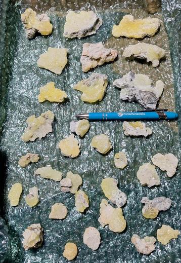 32x GELE BRUCIET beschikbaar voor biedingen