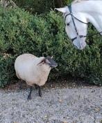 Schaap Molly, Dieren en Toebehoren, Schapen, Geiten en Varkens, Vrouwelijk, Schaap, 3 tot 5 jaar