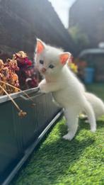 Kittens, Dieren en Toebehoren, Katten en Kittens | Raskatten | Korthaar, Meerdere dieren