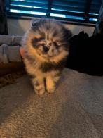 Pomeriaan pomeranian merle pup, Dieren en Toebehoren, Honden | Poolhonden, Keeshonden en Oertypen, Parvo, Keeshond, Reu, 8 tot 15 weken