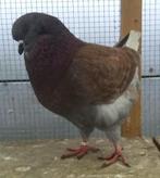 Kingduiven, Dieren en Toebehoren, Vogels | Duiven, Meerdere dieren, Overige soorten