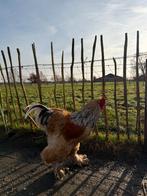 Mooie lemon pie kleurige brahma haan - 1 jaar oud, Mannelijk, Kip