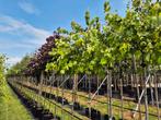 Cercis siliquastrum 'Hearts of Gold' Boom, Ophalen, Lente, In pot, 250 tot 400 cm