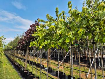 Cercis siliquastrum 'Hearts of Gold' Boom beschikbaar voor biedingen