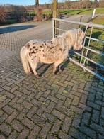 Appaloosa dek hengstje, Dieren en Toebehoren, Hengst