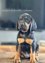 Mix  Welpen, Dieren en Toebehoren, Honden | Beagles, Bassets en Lopende honden, Fokker | Hobbymatig, Overige rassen, 8 tot 15 weken