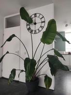 Strelitzia , Paradijsvogel plant, Huis en Inrichting, Kamerplanten, Ophalen, Overige soorten, 200 cm of meer