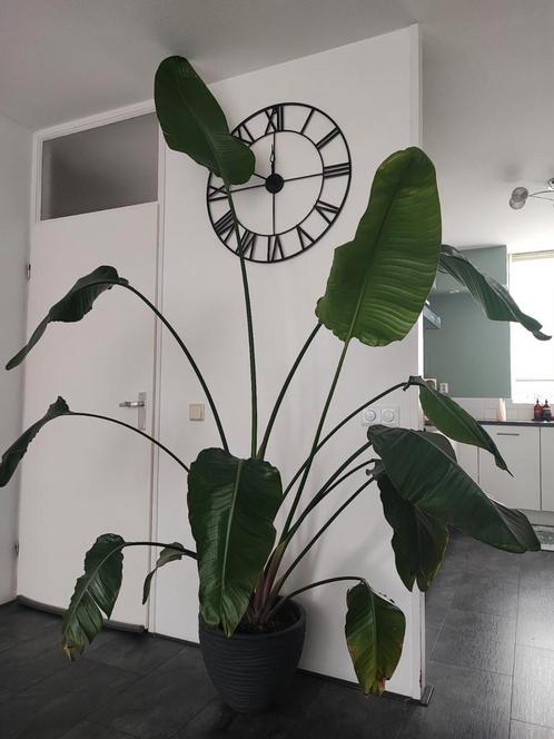 Strelitzia , Paradijsvogel plant, Huis en Inrichting, Kamerplanten, Overige soorten, 200 cm of meer, Ophalen