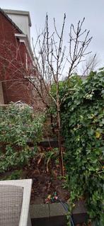 1 stuk Conference perenboom 2,5 - 3 mtr hoog, Ophalen, Lente, Perenboom, 250 tot 400 cm