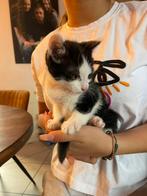 LEUKE GESOCIALISEERDE KITTENS!!, Dieren en Toebehoren, Katten en Kittens | Overige Katten, Meerdere dieren