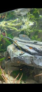 Zwaarddragers, Dieren en Toebehoren, Vis