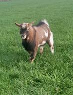 2 dwergeitjes - bokjes, Dieren en Toebehoren, Mannelijk, Geit, 0 tot 2 jaar