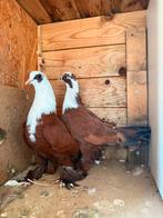 Iraakse duiven te koop, Dieren en Toebehoren, Vogels | Duiven, Meerdere dieren