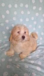 Shih Tzu, Dieren en Toebehoren, Overige rassen, CDV (hondenziekte), 8 tot 15 weken, Meerdere