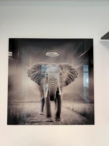 Glasschilderij Olifant 80x80 cm beschikbaar voor biedingen