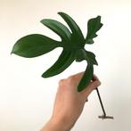 Philodendron pedatum stekken, Ophalen of Verzenden, Halfschaduw, Minder dan 100 cm