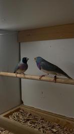 Te koop blauwe gouldamadine., Dieren en Toebehoren, Vogels | Overige Vogels, Mannelijk