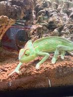 Jemen Kameleon (met terrarium), Dieren en Toebehoren