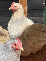 4 prachtige cochin hennen, Isabel Porselein en Lichtgrijs, Dieren en Toebehoren, Pluimvee, Vrouwelijk, Kip