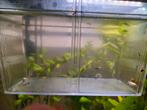 Jonge visjes, Dieren en Toebehoren, Vissen | Aquaria en Toebehoren, Ophalen