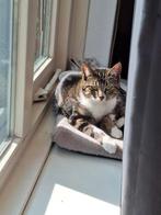 Gezocht: dekkater, Dieren en Toebehoren, Katten en Kittens | Overige Katten, Kater