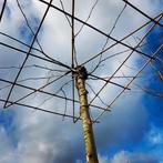 Dakplataan, dakplatanen,  dakboom, vierkant of ster., Tuin en Terras, Planten | Bomen, Bloeit niet, 100 tot 250 cm, Dakboom, Ophalen