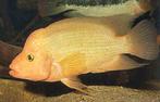 Midden Amerikaanse Cichliden: Amphilophus labiatus, Vis, Zoetwatervis