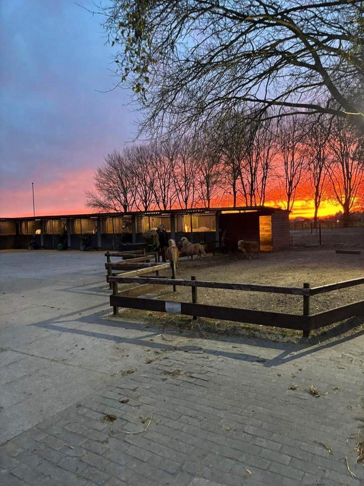 Pensionstalling in Almere Haven, Dieren en Toebehoren, Stalling en Weidegang