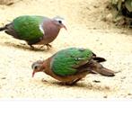 Mooi koppel groenvleugel duiven, Dieren en Toebehoren, Vogels | Overige Vogels, Meerdere dieren