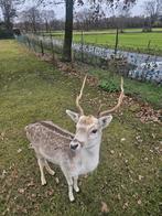 Dam hert hertje bok, Dieren en Toebehoren, Overige Dieren, Juni, Mannelijk