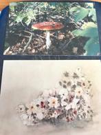 van alles, Verzamelen, Ansichtkaarten | Themakaarten, Ophalen of Verzenden, Voor 1920, Ongelopen, Sterren en Beroemdheden