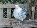 Haan groninger meeuw, Dieren en Toebehoren, Mannelijk, Kip