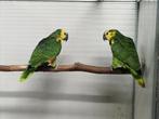 Pracht koppel geelschouder blauwvoorhoofd amazone, Dieren en Toebehoren, Vogels | Parkieten en Papegaaien, Meerdere dieren, Papegaai