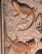 Baby baardagamen >> mogen weg vanaf 10 juni <<, Dieren en Toebehoren, Reptielen en Amfibieën, 0 tot 2 jaar