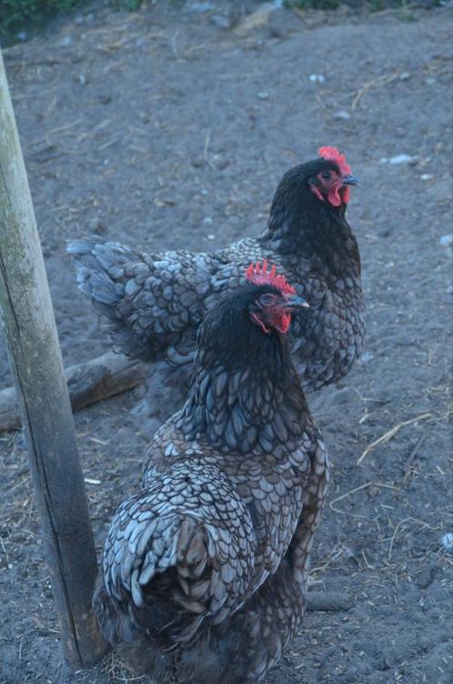Broedeieren jersey giants alle kleuren!, Dieren en Toebehoren, Pluimvee, Kip, Meerdere dieren