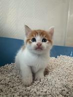 Kittens Nog 2 over!!! Maincoon x Maincoon/Europees korthaar, Dieren en Toebehoren, Meerdere dieren, Ontwormd, 0 tot 2 jaar