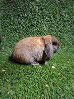 Nederlandse hangoordwerg ram madagascar, Dieren en Toebehoren, Konijnen, Mannelijk, Dwerg, Hangoor, 0 tot 2 jaar