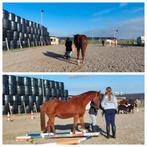 LES!! GRONDWERK, NATURAL HORSEMANSHIP, PAARDENCOACHING, Diensten en Vakmensen, Paardrijles of Ponykampen